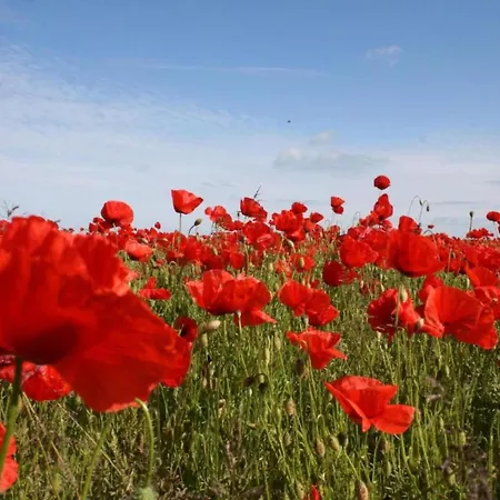 Idyllische An Der Ostseekueste Stellshagen