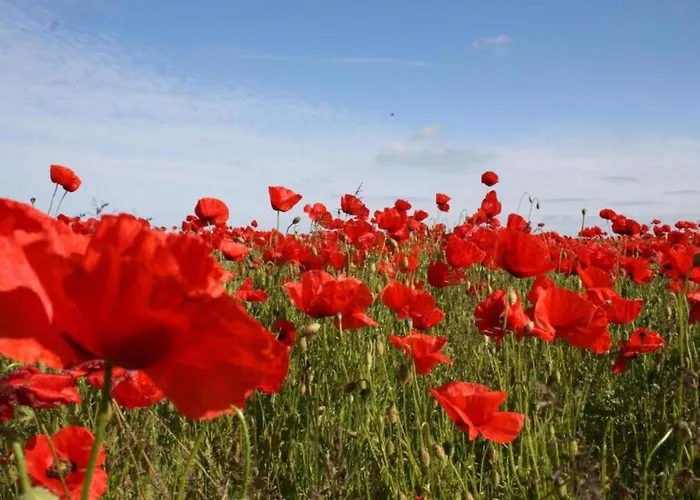 Idyllische An Der Ostseekueste Stellshagen